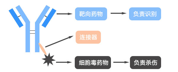 ADC藥物治療示意圖 ADC藥物治療示意圖